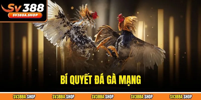 Bí Quyết Đá Gà Mạng - Đọc Trận Đấu Nhanh, Đặt Cược Chuẩn