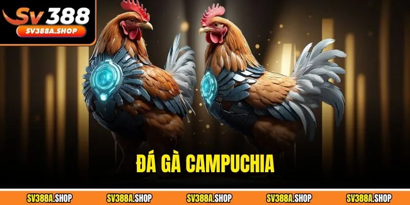 Đá Gà Campuchia - Tìm Hiểu Chi Tiết Luật Chơi Tại SV388